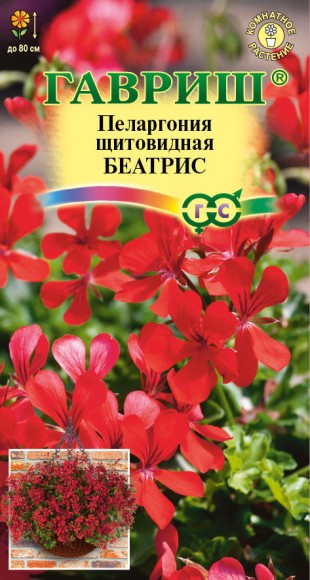 Цветы Пеларгония Беатрис ампельная ЦВ/П (ГАВРИШ) 3шт комнатное до 80см