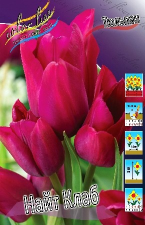 Тюльпан Найт Клаб 11/12 (1/7шт)