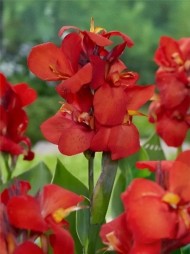 Канна Шайнинг Ред (1уп/1шт)