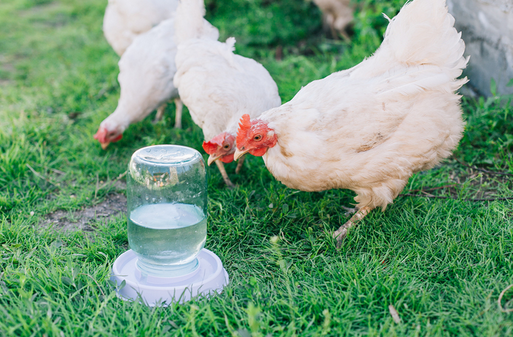 Поилка для Птиц под Банку 135мм