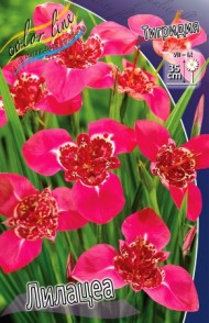 Тигридия Лилацеа (1уп/10шт)