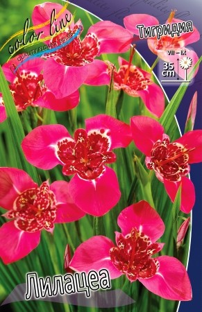 Тигридия Лилацеа (1уп/10шт)