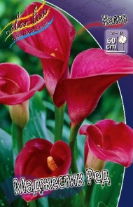 Калла Маджестик Ред (1уп/2шт) Калла Маджестик Ред (1уп/2шт)