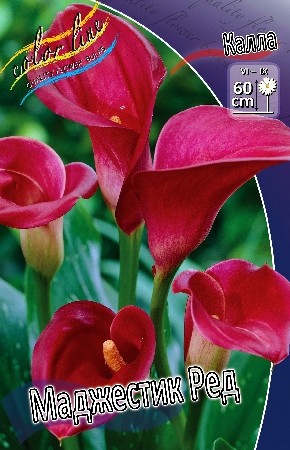 Калла Маджестик Ред (1уп/2шт)
