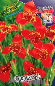 Тигридия Специоза (1уп/10шт)