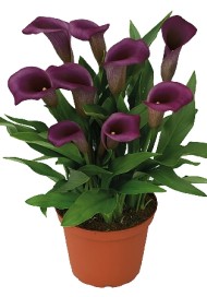 Калла Пако 12/14 (1уп/2шт)