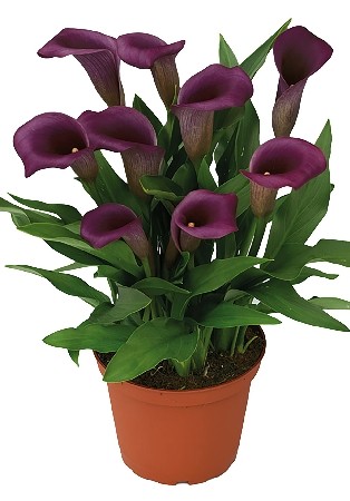 Калла Пако 12/14 (1уп/2шт)